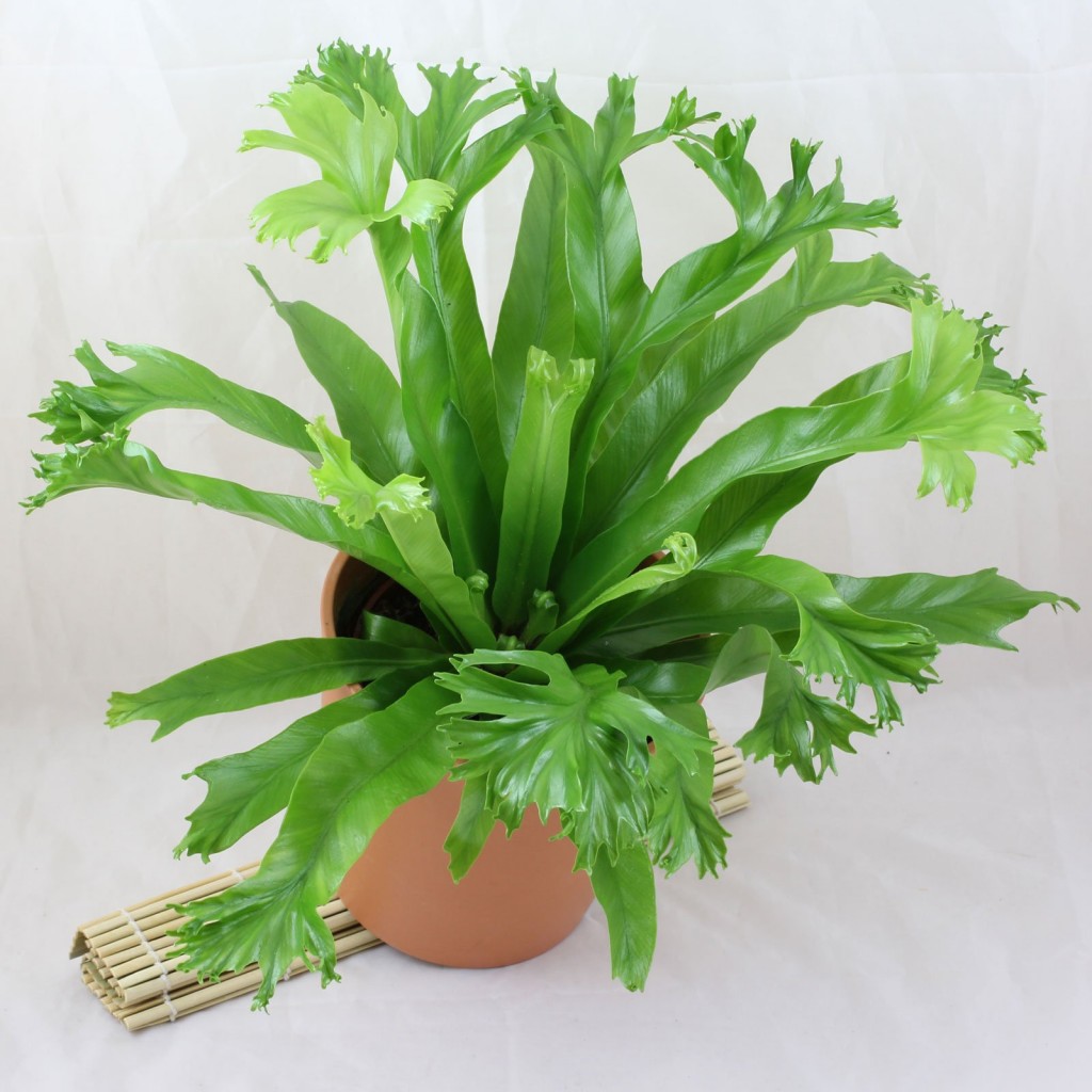 Asplenium-nidus