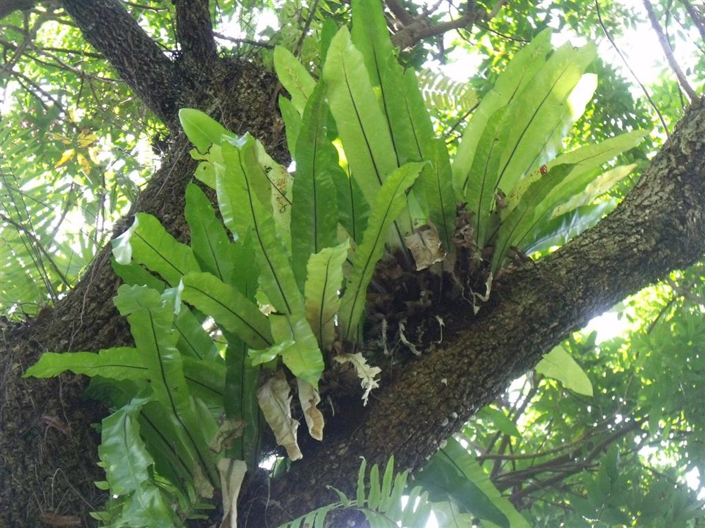 Asplenium nidus 