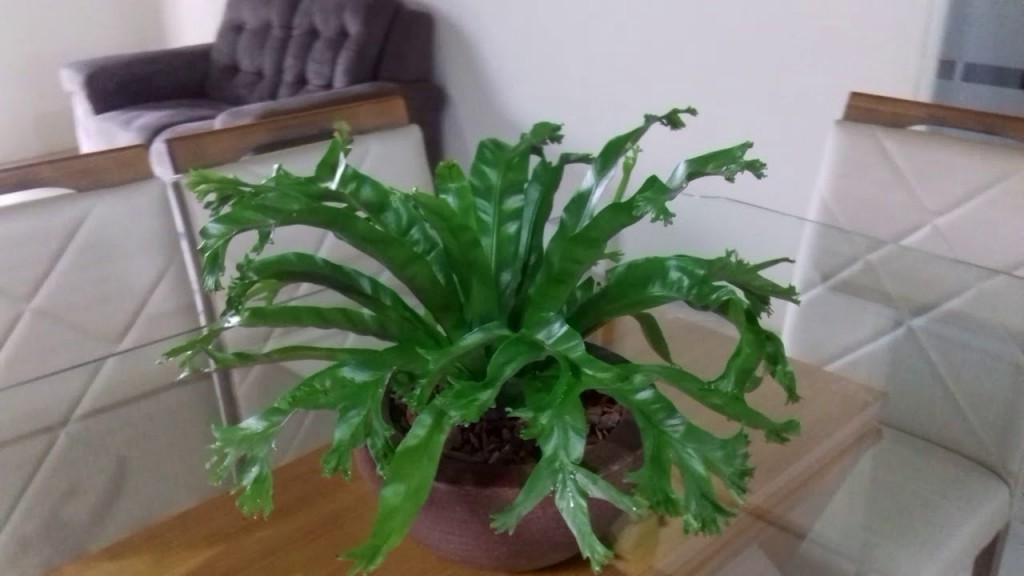 Asplenium nidus