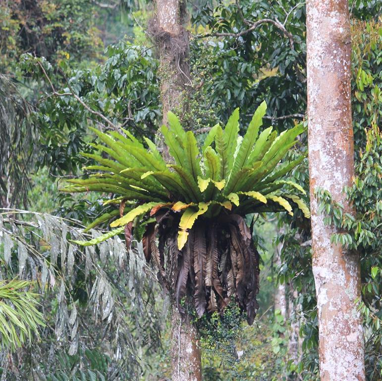 Asplenium nidus