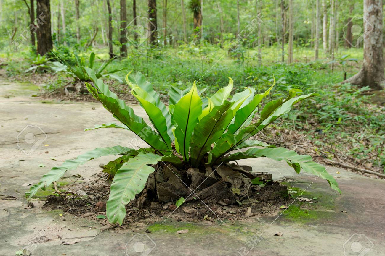 Birdâs nest fern, Asplenium nidus tree