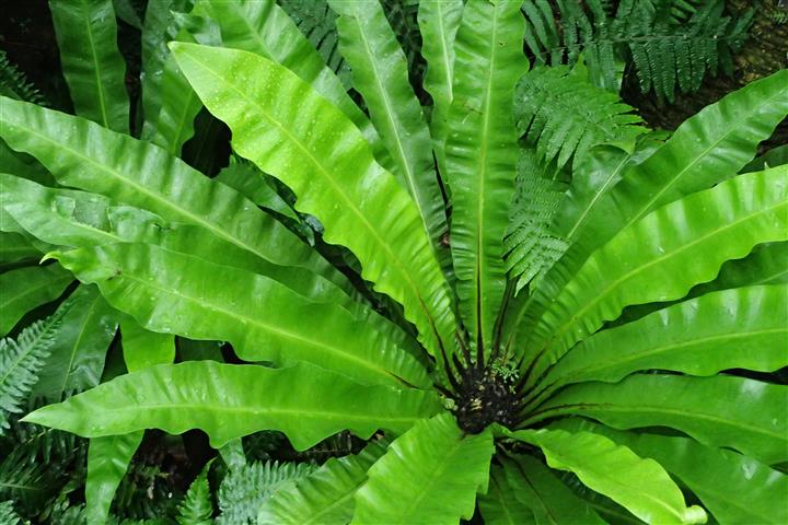 Asplenium_australasicum