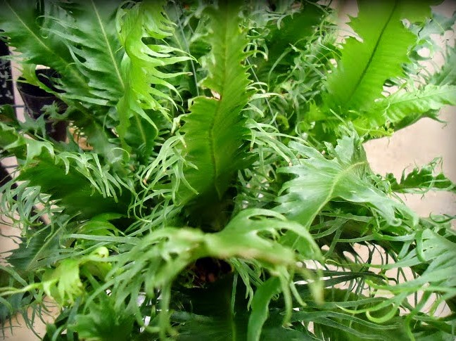 Asplênio-rabo-de-pavão (Asplenium)