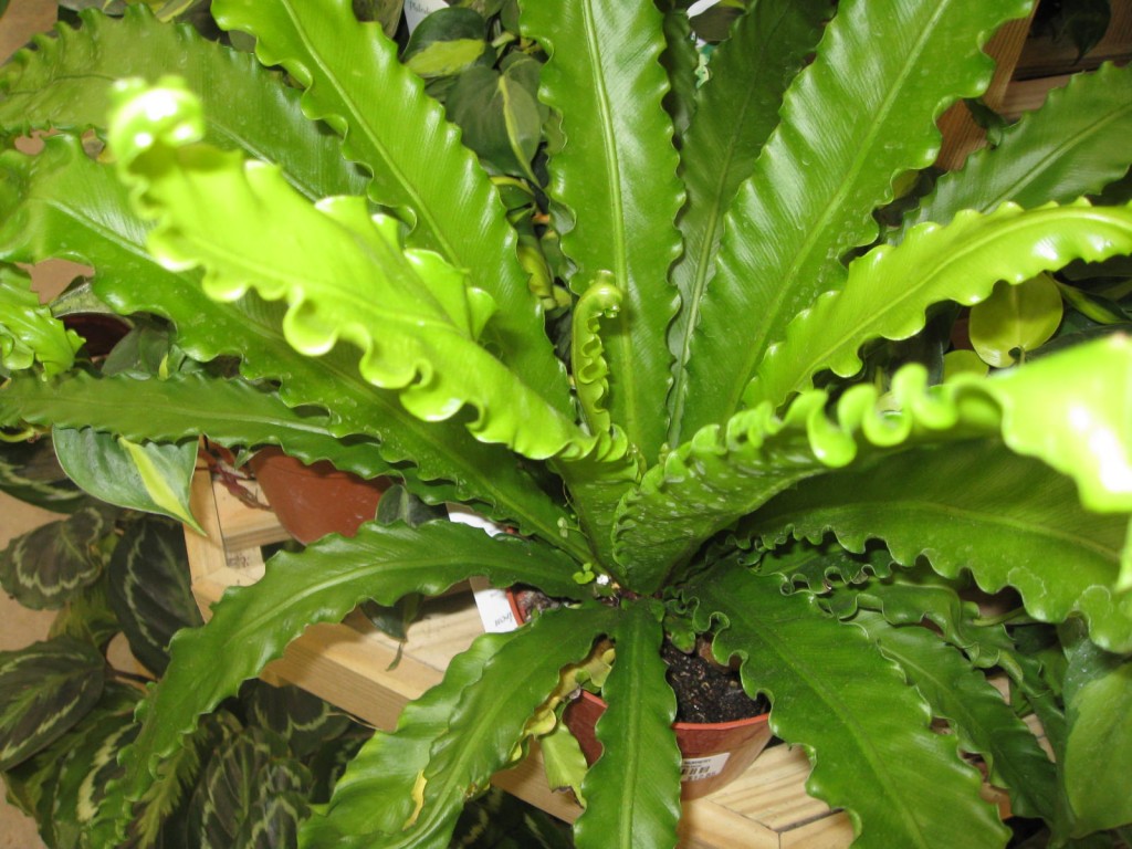 Asplênio-–-Asplenium-nidus