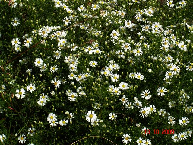 Aster_tradescantii_