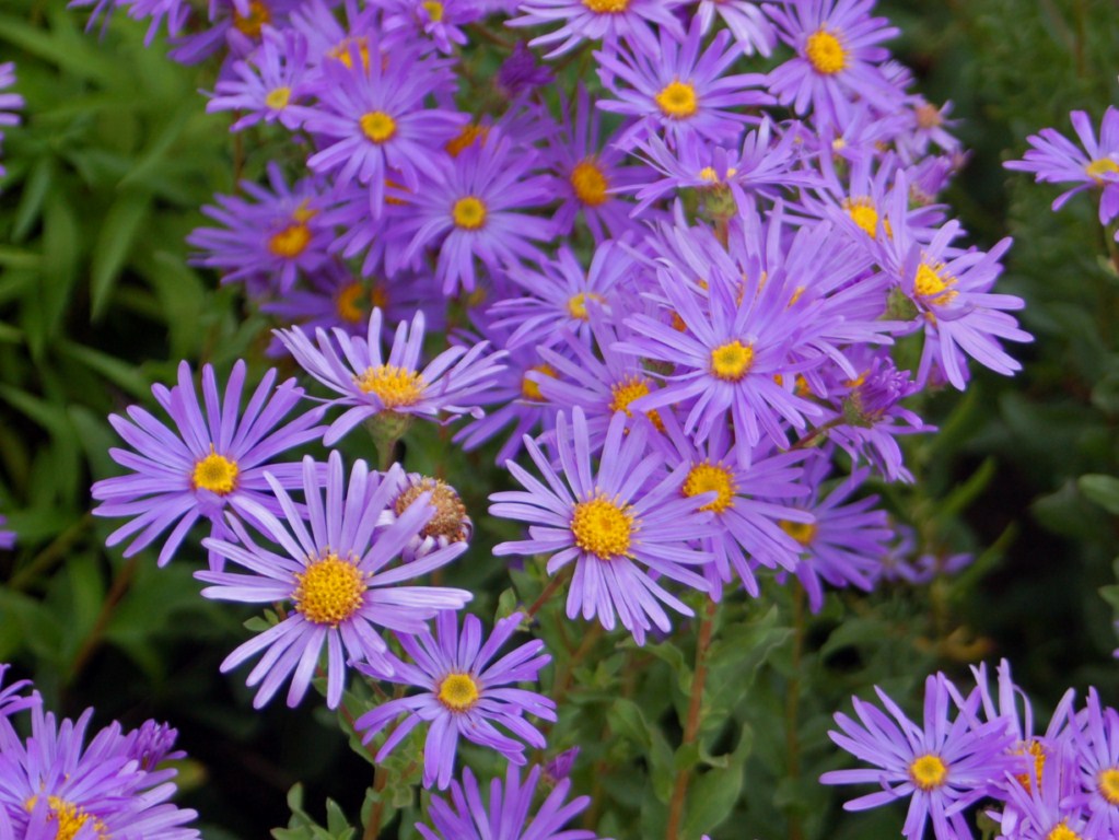 Asteraceae_-_Aster_