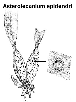 Asterolecanium epidendri