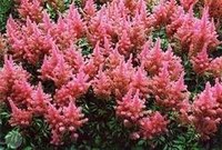 Astilbe Astilbe