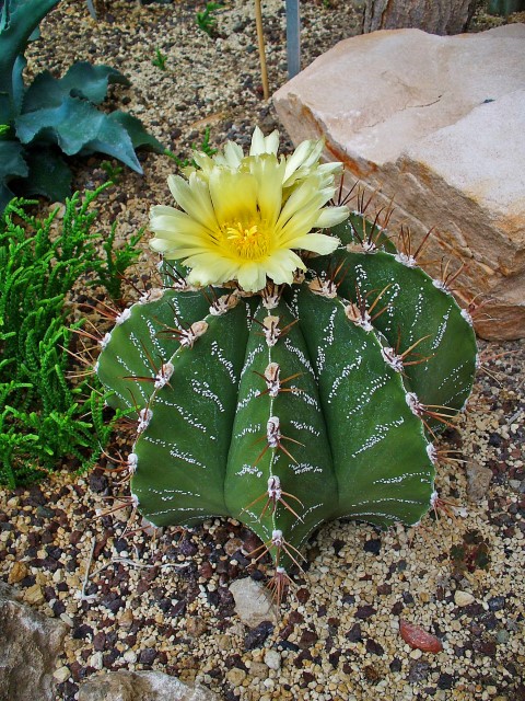 Astrophytum ornatum