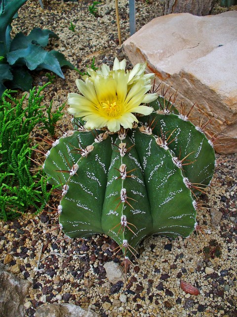 Astrophytum ornatum