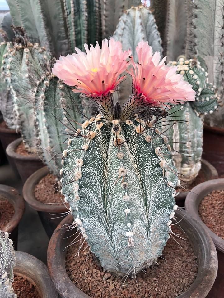 Astrophytum ornatum2