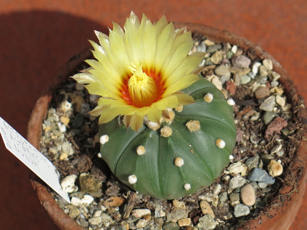 Astrophytum_asterias