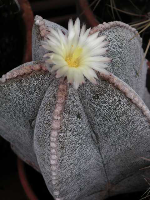 Astrophytum_myriostigma