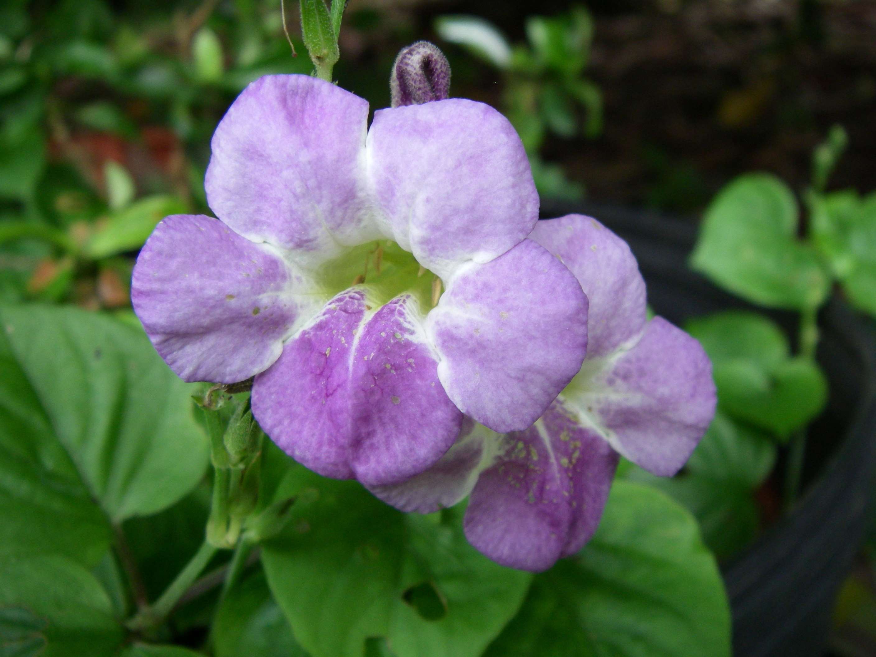 Acanthaceae, Asystasia gangetica