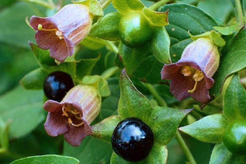 Atropa belladonna (beladona)