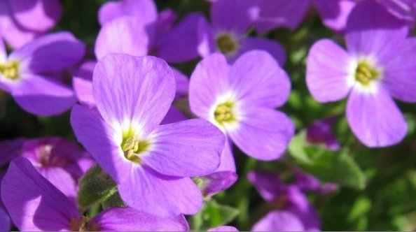 Aubretia-Deltoidea