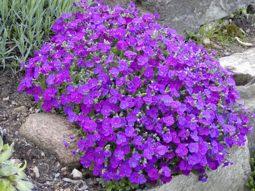 Aubretia deltoidea_1