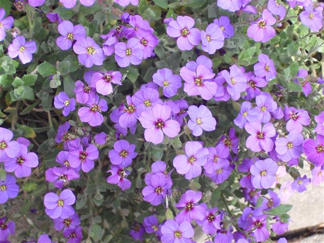 Aubrieta_deltoidea