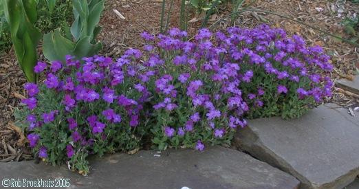 Aubrietia Deltóidea