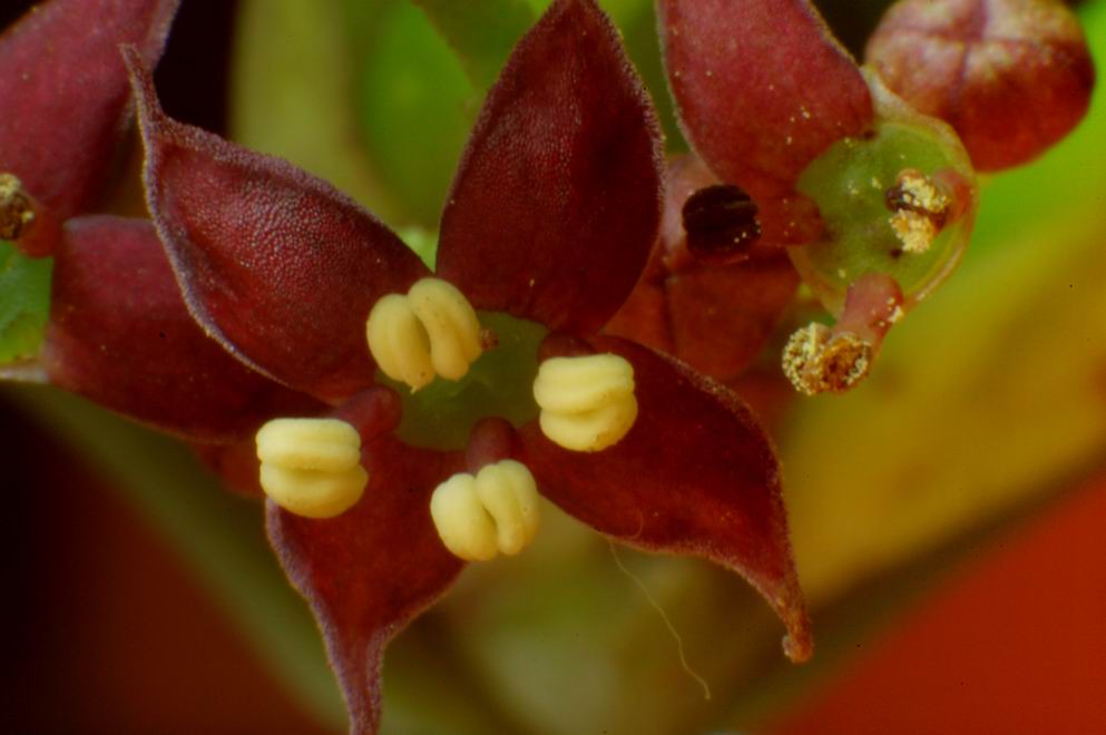 flores - Aucuba japonica-1