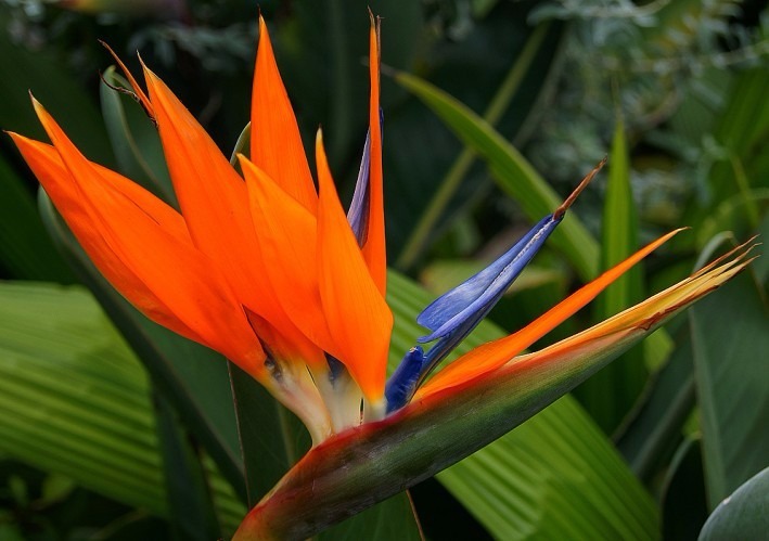 Ave-do-paraíso (Strelitzia)