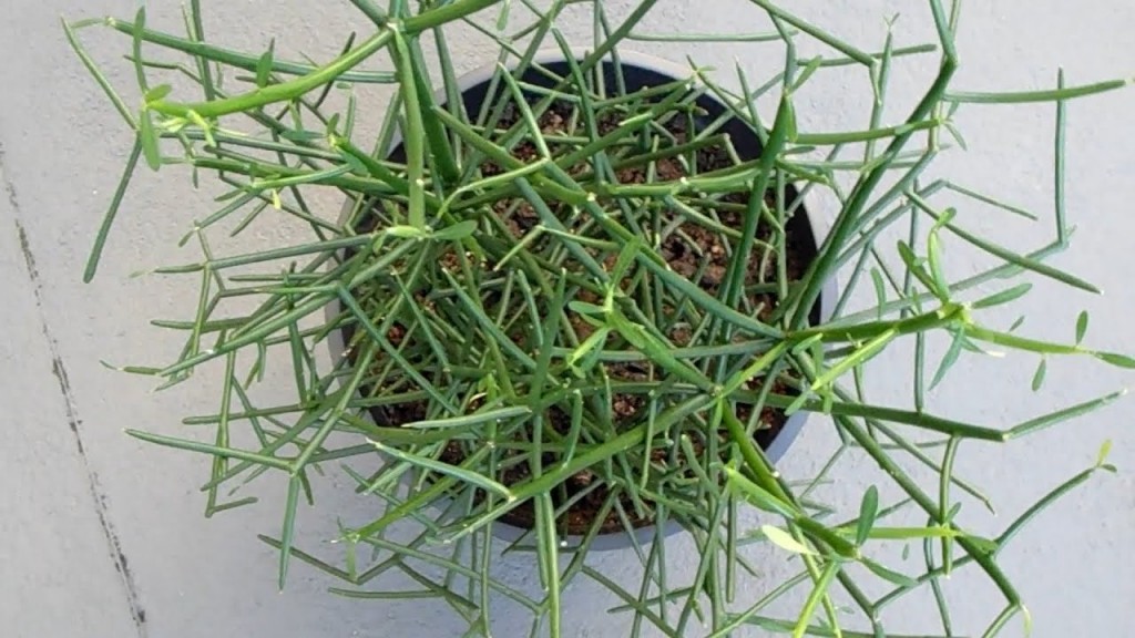 Avelós - Euphorbia Tirucalli