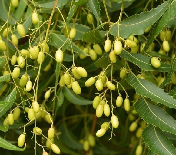 Azadirachta indica