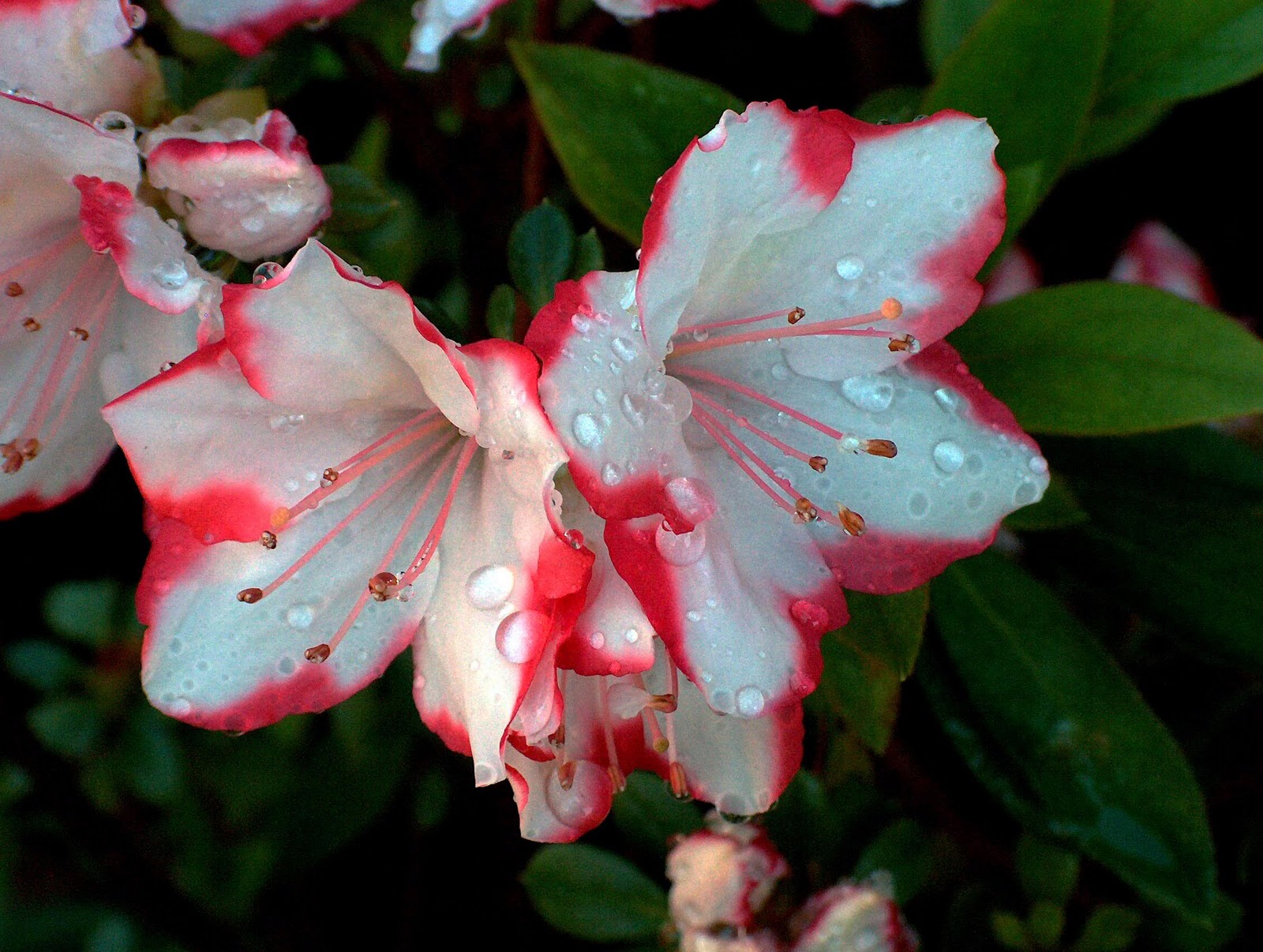 Azalea-color