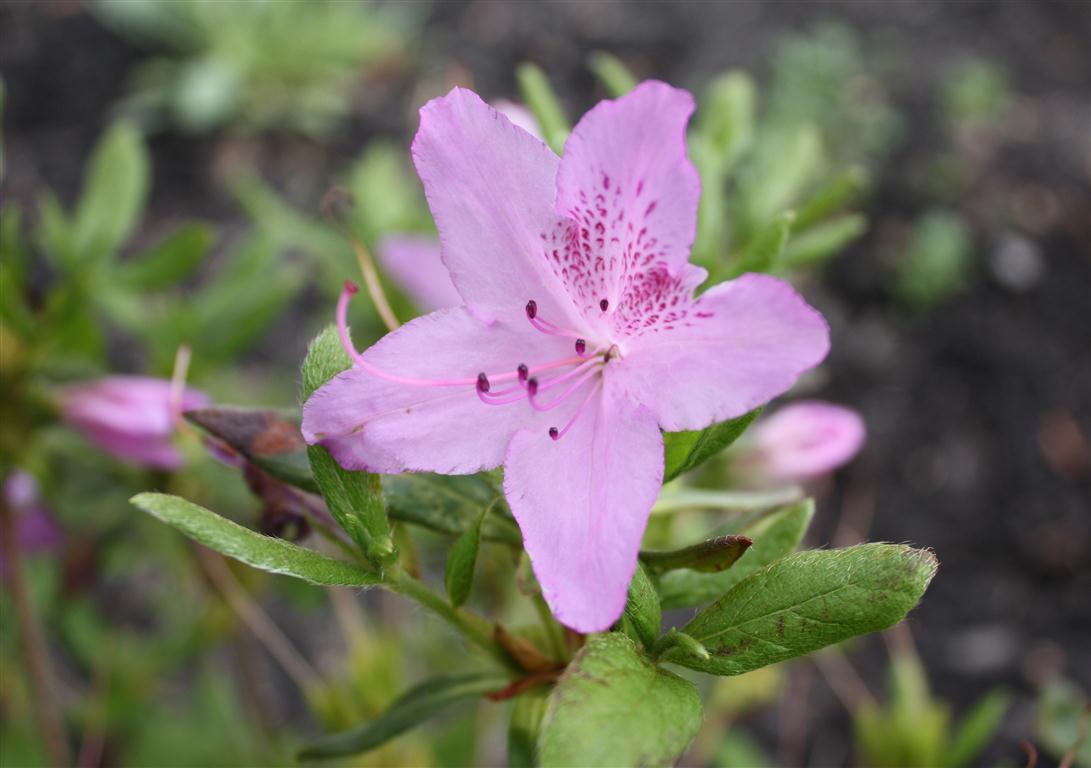 Azalea-rhododendron_yedoense