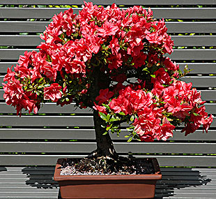 Azalea