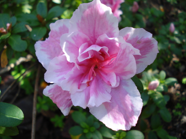 Azalea