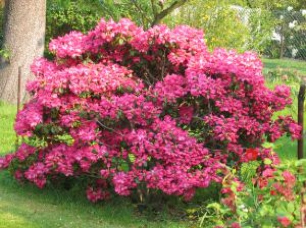 Azaléia (rododendro)