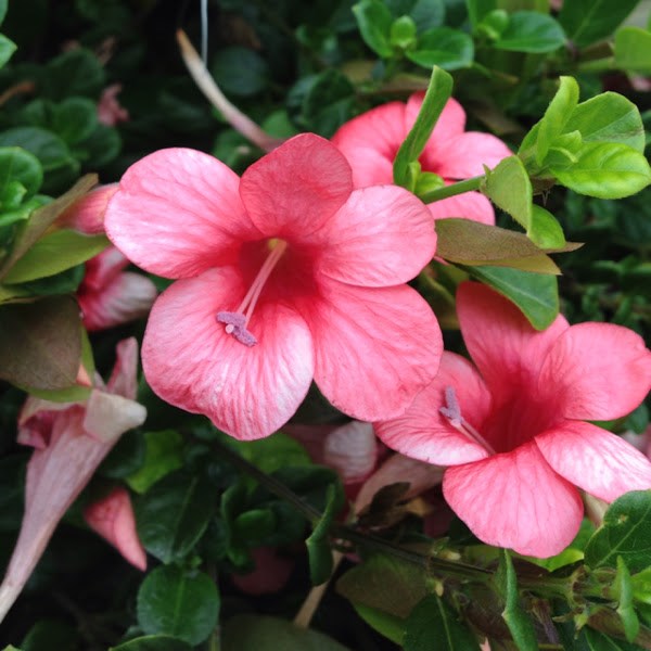 BARLERIA