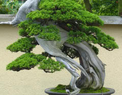 BONSAI_