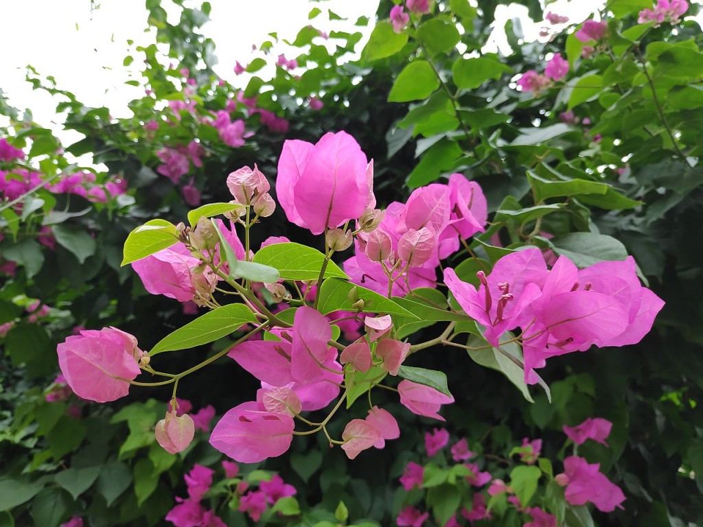 BOUGAINVILLEA