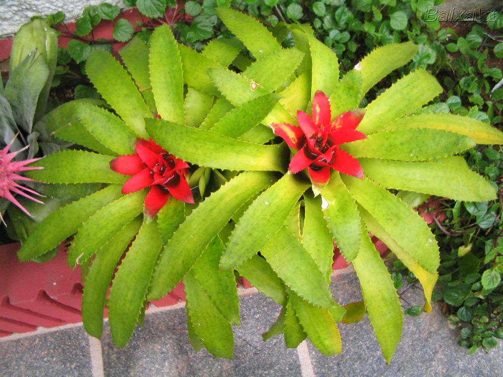 BXK1467_Bromelia800