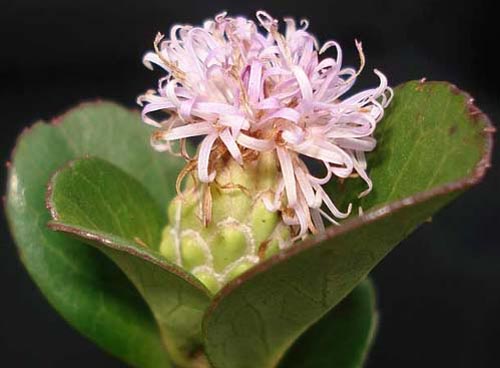 Baccharis singularis