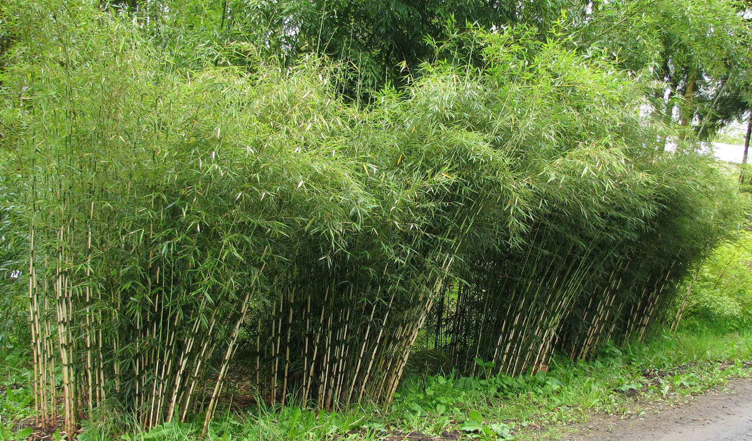 Bambusa textilis gracilis_88