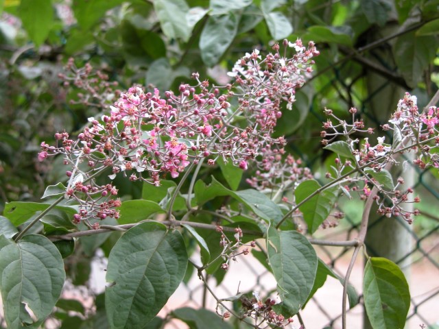 Banisteriopsis caapi