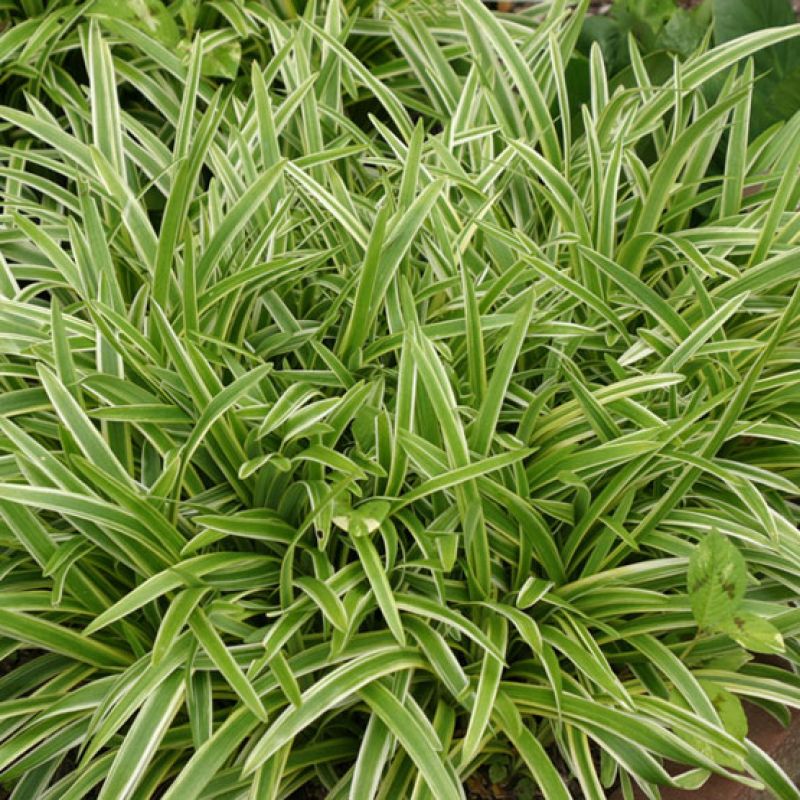 Barba de serpente variegata