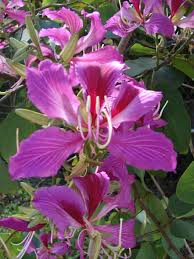 Bauhinia Blakeana