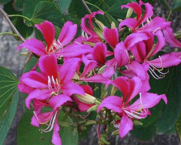 Bauhinia BlakeanaII