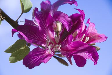 Bauhinia-blakeana-