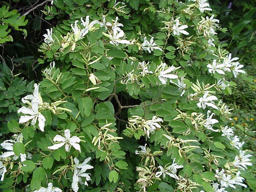 Bauhinia forficata