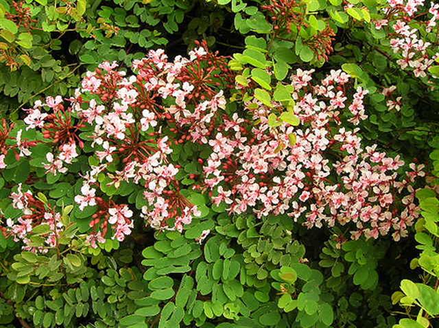 Bauhinia-trepadeira (Small)