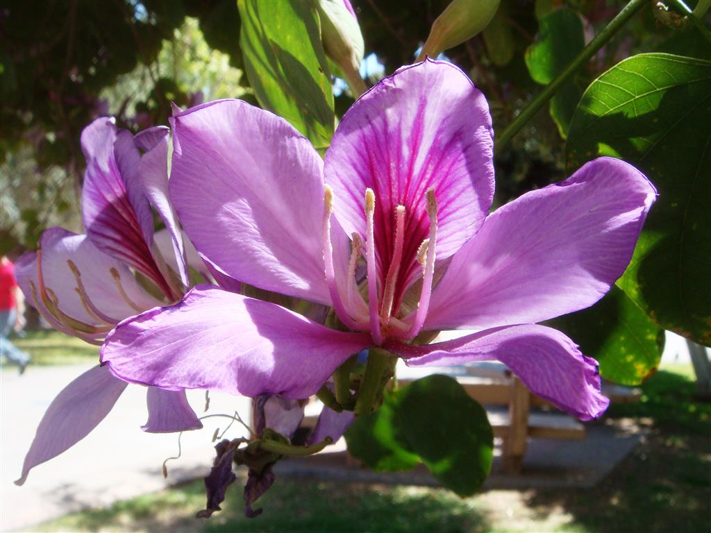 Bauhinia-variegata-20