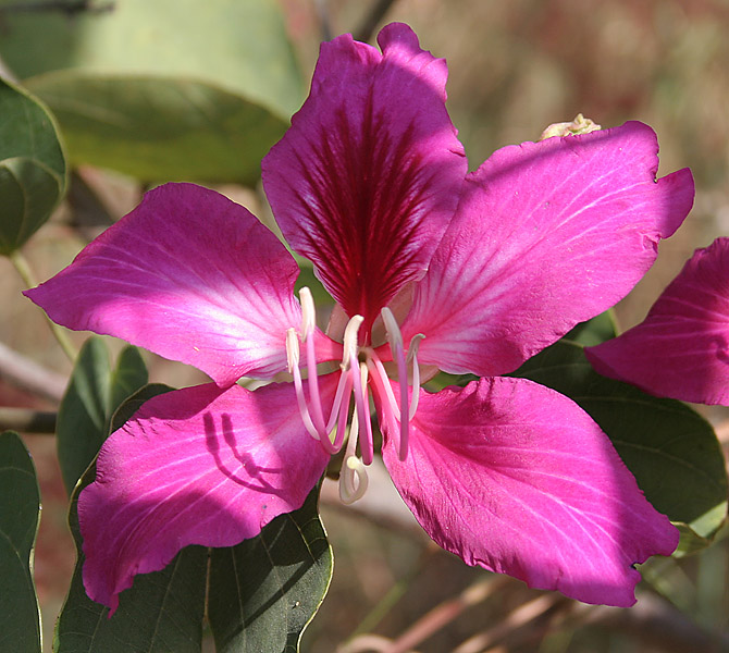 Bauhinia