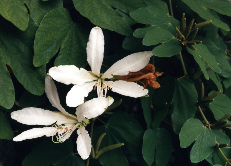 Bauhinia_branca-flor_01