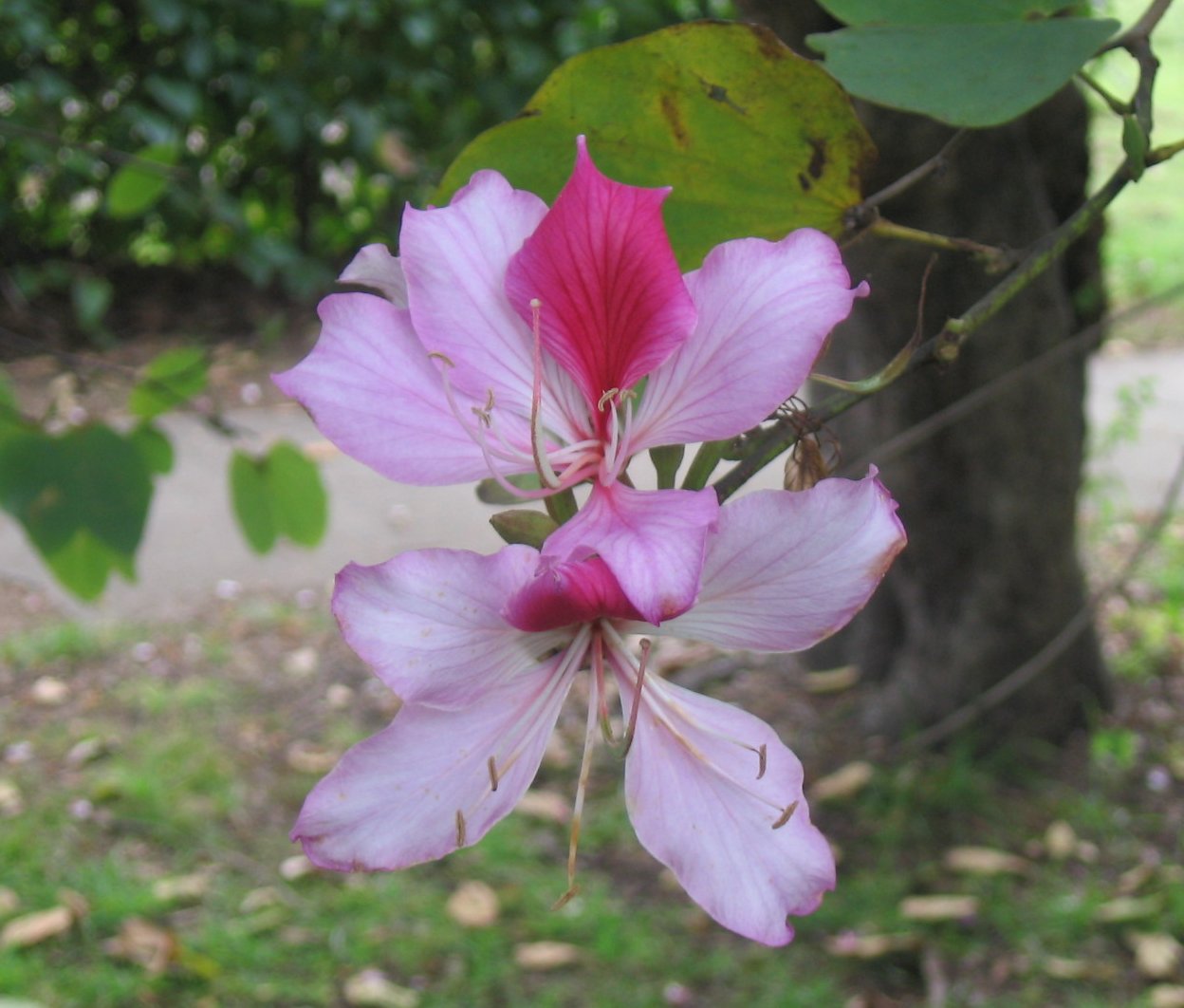 Bauhinia_variegata_