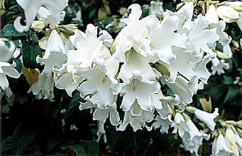 Beaumontia grandiflora 1_jpg